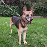 REX, chien à adopter