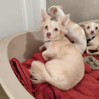 BOUBOU QCN, chienne à adopter