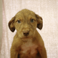 CANDY HAA24608, chienne à adopter