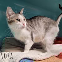 Nora, chatte à adopter