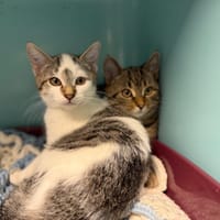 RENFRI, chat à adopter