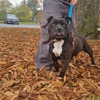 LORD L' RON, chien à adopter