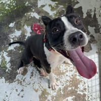 ALY, chien à adopter