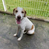 NELA, chienne à adopter