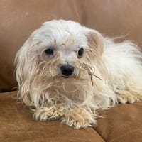 TI-TIEN, chien à adopter