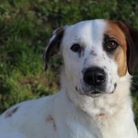 Spoutnik, chien à adopter