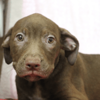 HEIDI HAA24609, chienne à adopter