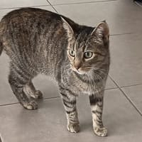 Katsu, chatte à adopter