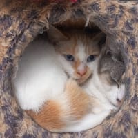 BLANCO, chat à adopter