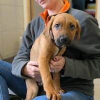 WINTER QCN, chien à adopter