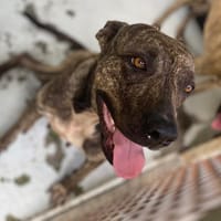 BOKIT, chienne à adopter