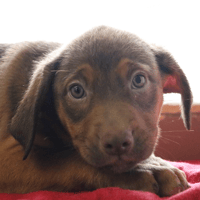 SARAH HAA24610, chienne à adopter