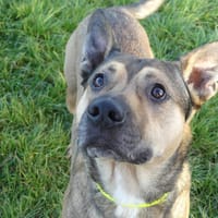 JACK, chien à adopter