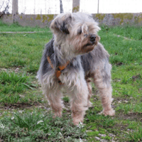 IMAGE, chienne à adopter