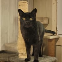 POLO, chat à adopter