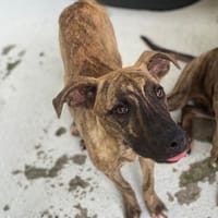 AGOULOU, chien à adopter