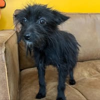 AGATHE, chienne à adopter