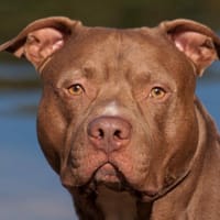 MIETTE PAA23025, chienne à adopter