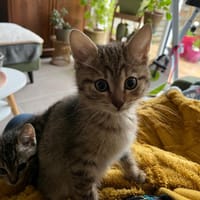 ANZU, chatte à adopter