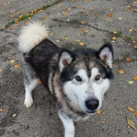 LM1, chien à adopter