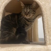 NOISETTE, chatte à adopter