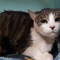 GrosLouis, chat à adopter