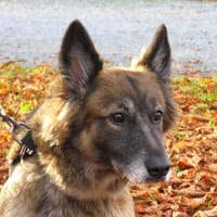 LUNA, chienne à adopter