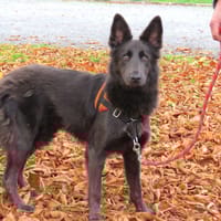 ALOUP, chienne à adopter