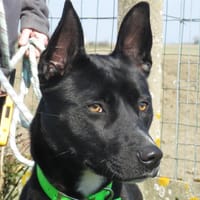 ARYA, chienne à adopter