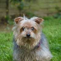 ANGIE CHAO, chienne à adopter