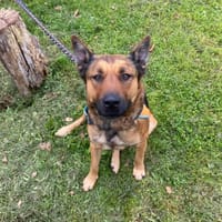 LAIKA PAA23095, chienne à adopter