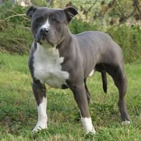 BISCUIT PAA23026, chien à adopter