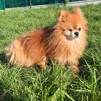 SULFU, chienne à adopter