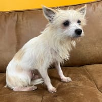 BASILE, chien à adopter