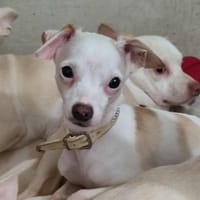 POLLY QCN, chienne à adopter