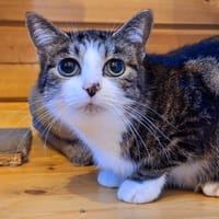 BLANCHE, chatte à adopter