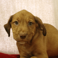 MARCELINO HAA24612, chien à adopter