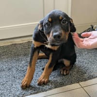 AUTUMN (réservé) QCN, chienne à adopter