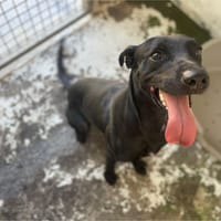 JACKPOT, chien à adopter