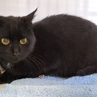 FALOGNA, chatte à adopter