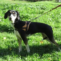 QUEENIE, chienne à adopter