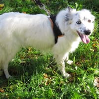 LUNE, chienne à adopter