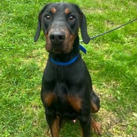 BAKI, chien à adopter