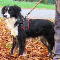 AVALANCHE, chien à adopter
