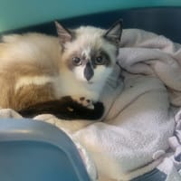 Mickey, chat à adopter