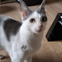 ALESSIA, chatte à adopter
