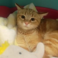 Maxou, chat à adopter