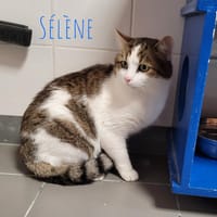 Sélène, chat à adopter