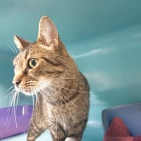 PUGSLEY QCT, chat à adopter