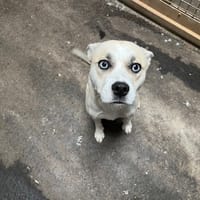 MANAGUA, chienne à adopter